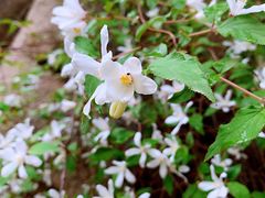 -碓臼峪自然风景区