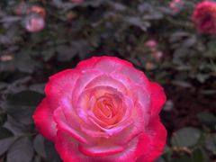 -人民公园(罗湖区)