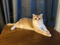 -猫爪屋猫咖(乐汇城店)