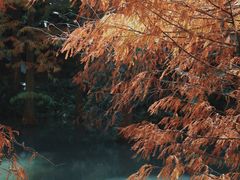 -云溪植物园