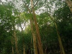 -滴水岩森林公园