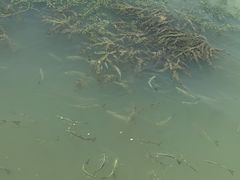 -金鸡湖桃花岛