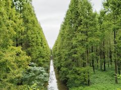 -黄海国家森林公园