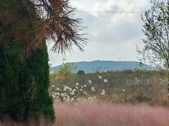 -羊亭河湿地公园