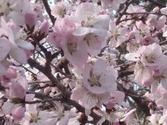 -桃花堤公园