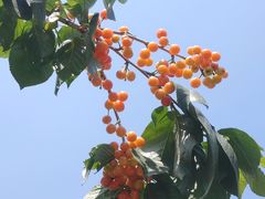 -桃源山庄·水蜜桃采摘·柴火鸡·烧烤团建(龙泉山店)