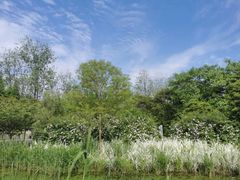 -溱湖国家湿地公园