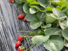 -幽优农庄·森波拉特色本地农家菜