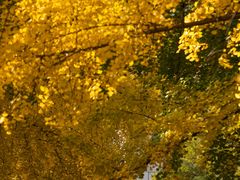 -三里屯东五街银杏大道