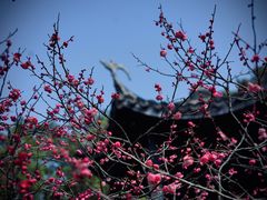 -无锡梅园公园