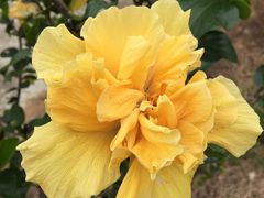 -采悦轩中餐厅·粤菜·海南菜(神州半岛喜来登度假酒店)