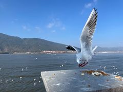 -海埂大坝