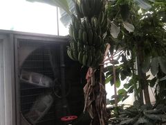 -呀路古热带植物园