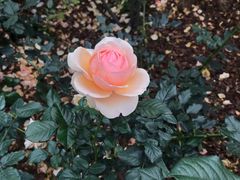 -人民公园(罗湖区)