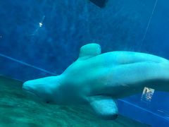 -芜湖新华联大白鲸海洋公园