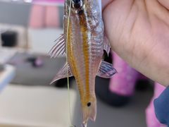 -小猫钓鱼海钓俱乐部(椰梦长廊店)