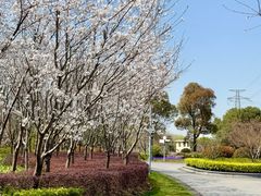 -外高桥保税区南(地铁站)