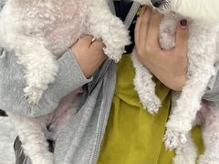 -瑞鹏宠物医院·骨外科·心肾科·肿瘤科(九亭店)