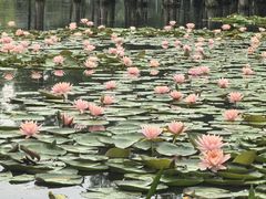 -白鹭湾湿地公园