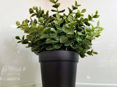 -813芭依珊 BAESAn(皇冠十畝地店)