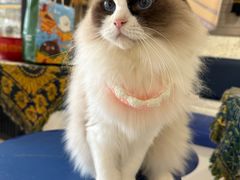 -平行世界·猫咖(首经贸店)