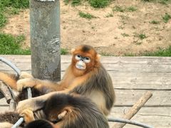 -西霞口神雕山野生动物世界