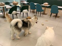 -安格丽娜·狗咖·猫咖羊驼咖(春熙路百盛商场店)