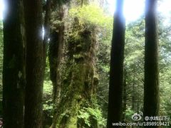 -阿里山神木遗迹