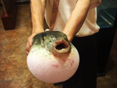 -天正河鲀·河豚亭(大连店)