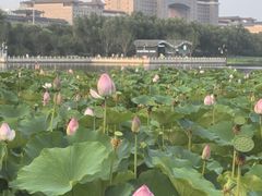 -莲花池公园