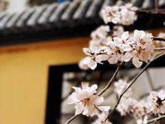 -桃花堤公园