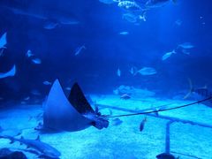 -烟台海昌鲸鲨海洋公园