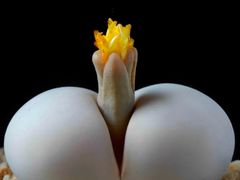 -众品老方子锅贴甜沫(李村店)