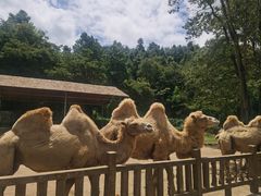 -贵州森林野生动物园
