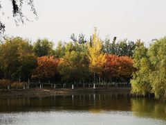 -大兴滨河森林公园