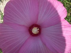 -北纬44度·金珠花海休闲农业旅游景区