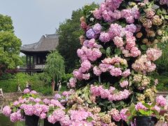 -无锡蠡湖国家湿地公园-蠡园