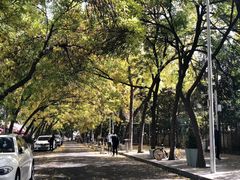 -三里屯东五街银杏大道