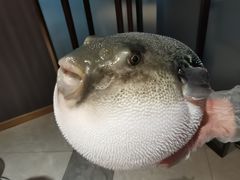 -鲐赏河豚(长寿店)