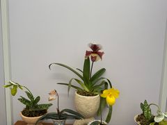 -上海鲜花港