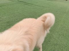 -宠物寄养训练学校