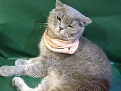 -猫色咖啡·猫咖