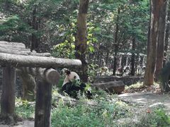 -都江堰中华大熊猫苑