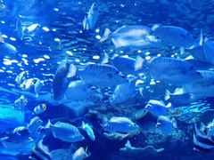 -左海海底世界