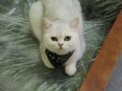 -猫色咖啡·猫咖