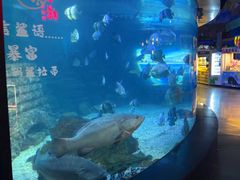 -烟台海昌鲸鲨海洋公园