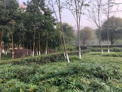 -重庆彩云湖湿地公园