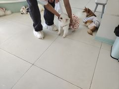 -怪兽屋·羊驼·猫咖·狗咖(俊华广场店)