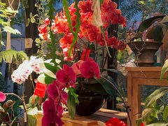 -自由生长植物工作室(深港花卉中心店)