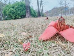 -莲花山公园
